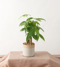 Money Trees - Bartz Viviano