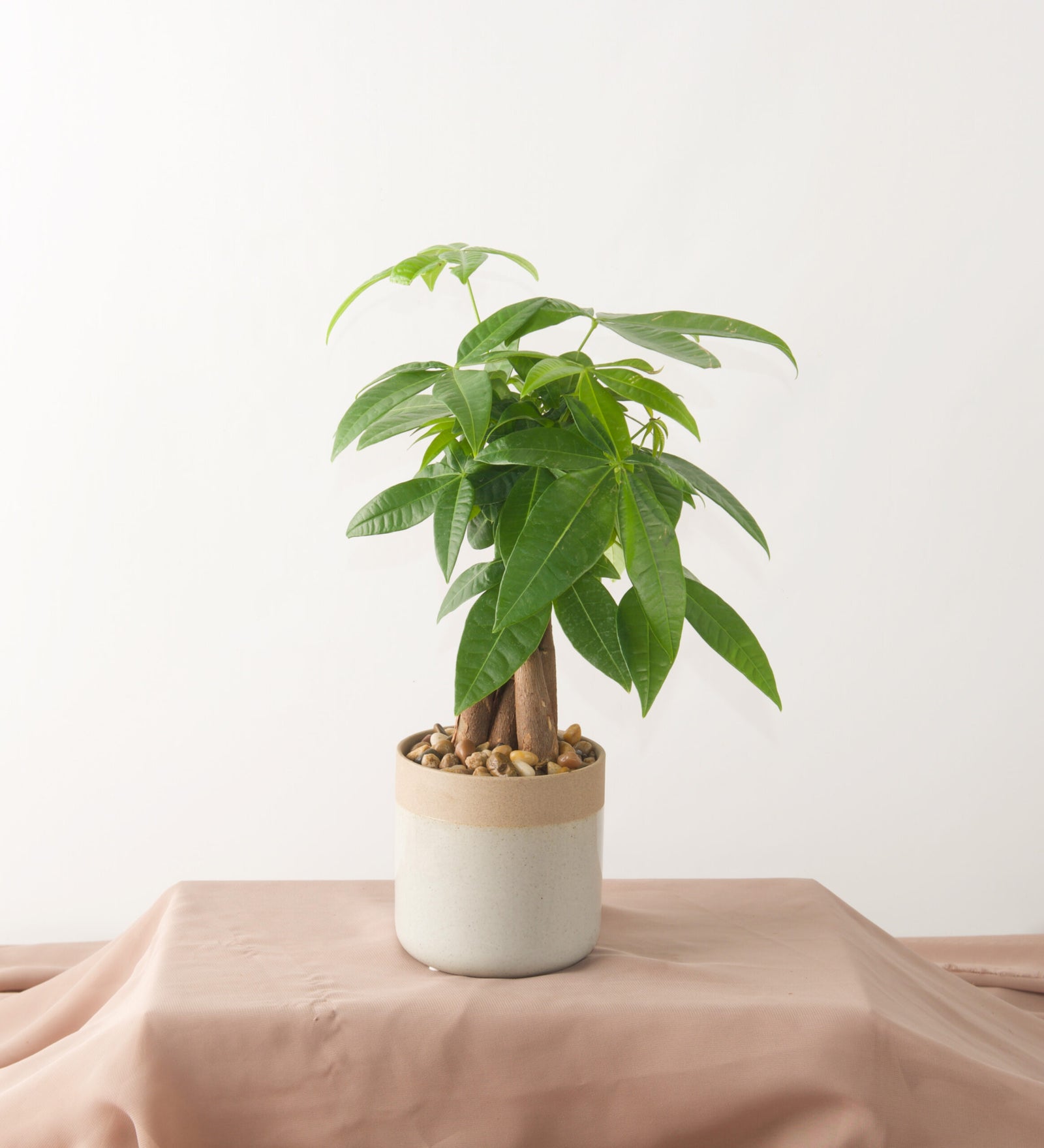 Money Trees - Bartz Viviano