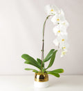Splendid Orchid - Bartz Viviano