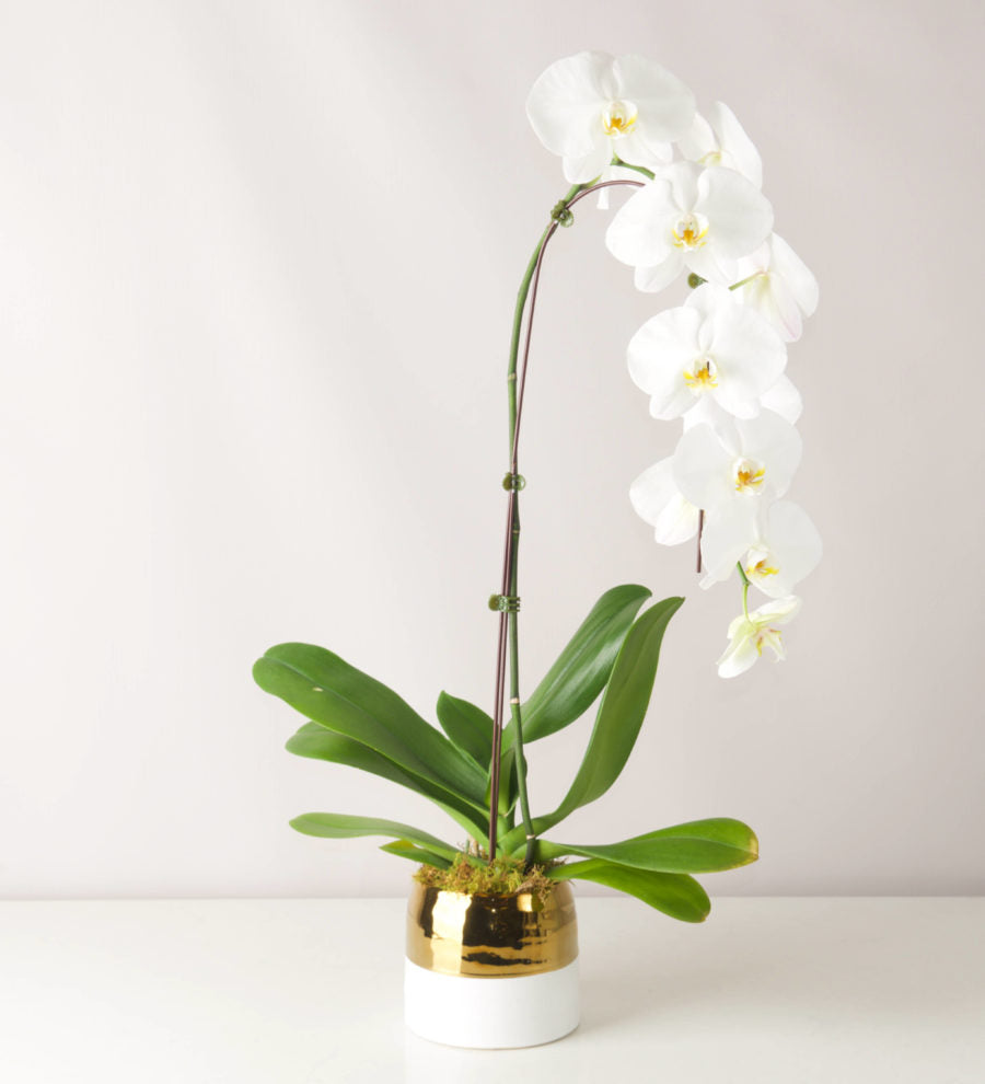 Splendid Orchid - Bartz Viviano