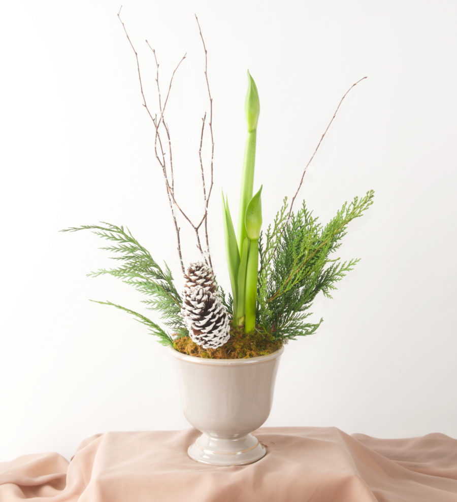 Potted Amarylis - Bartz Viviano