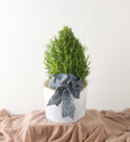 Rosemary Tree - Bartz Viviano