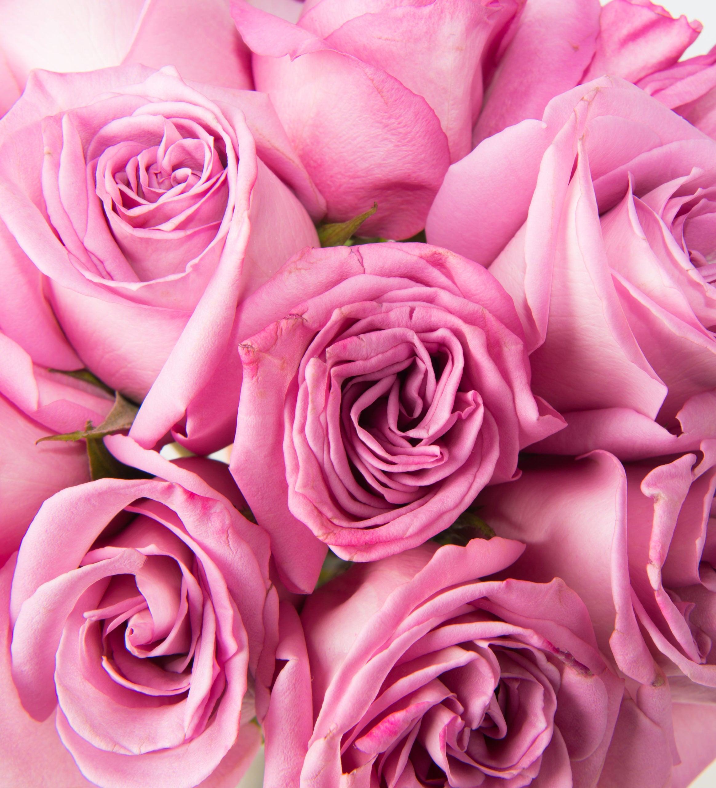 Ultimate Dozen Roses - Bartz Viviano