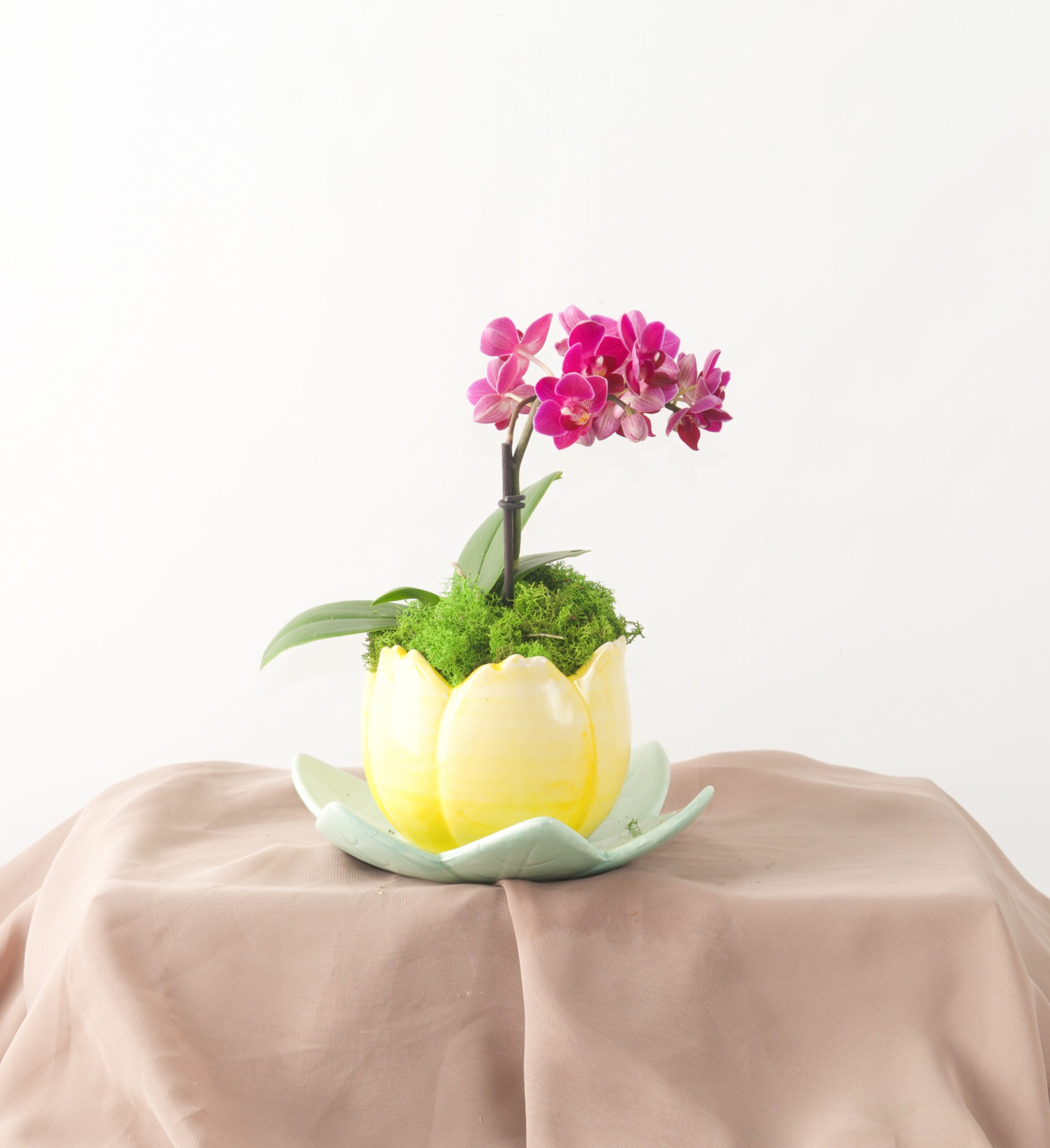 Tea Time - Bartz Viviano