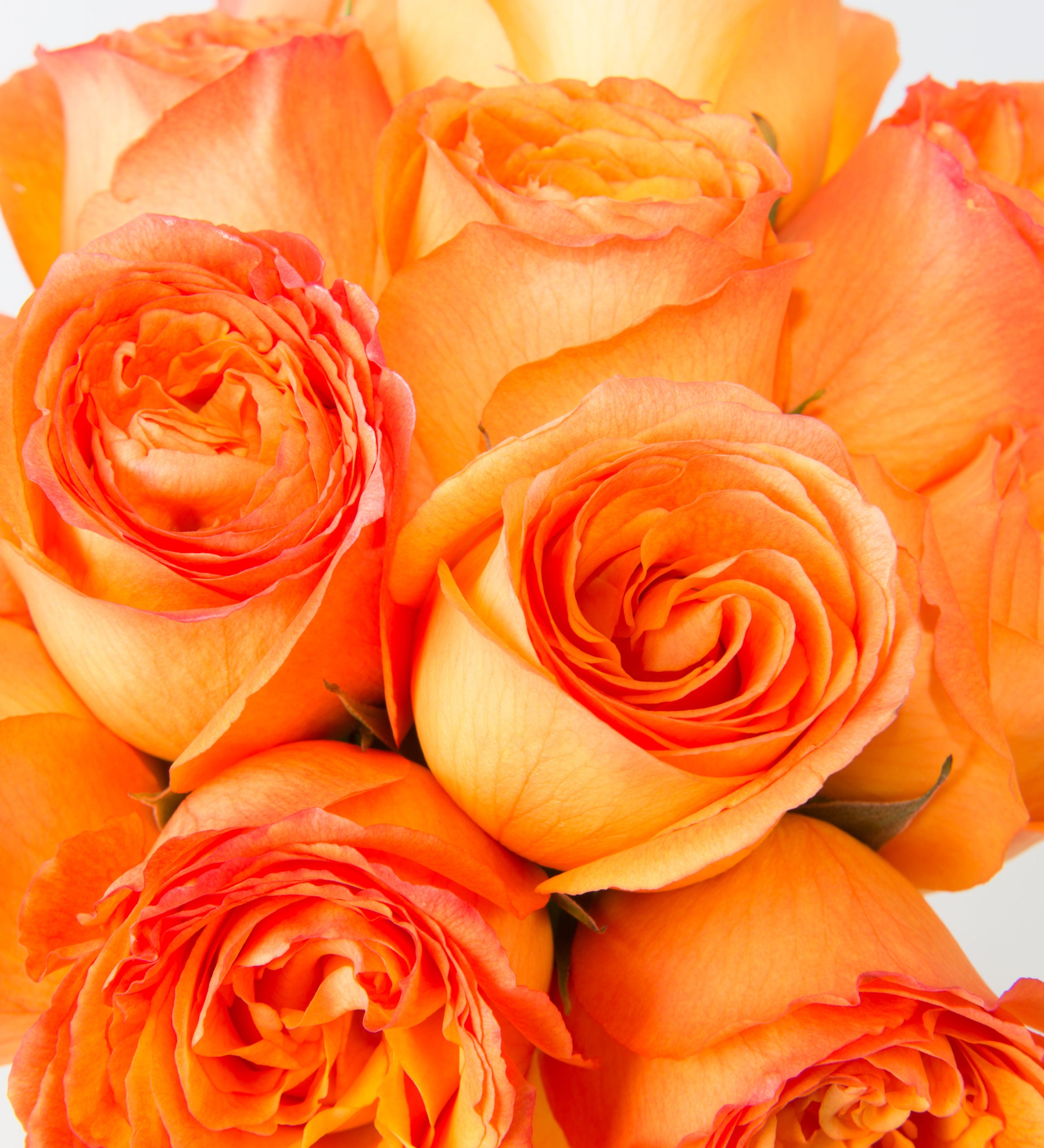 Ultimate Dozen Roses - Bartz Viviano