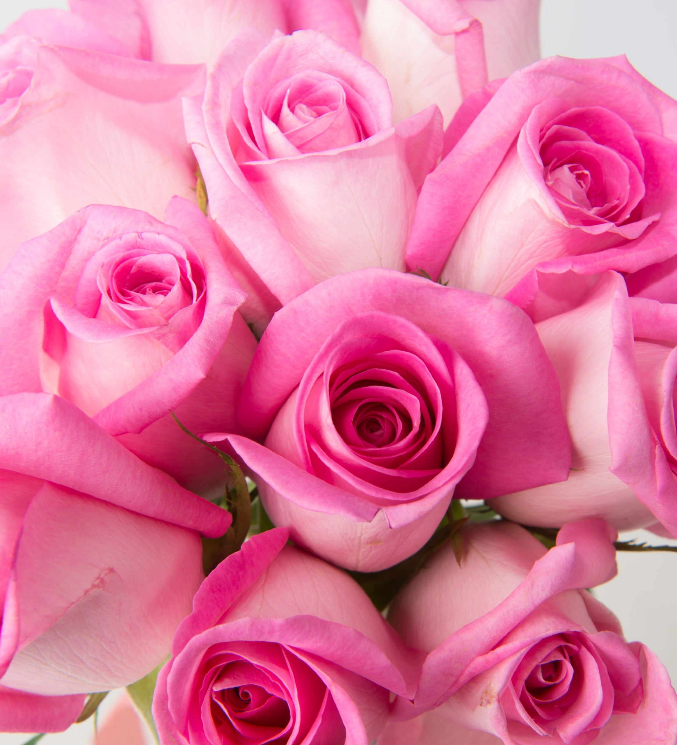 Dozen Premium Roses Vased with Accent Flower - Bartz Viviano