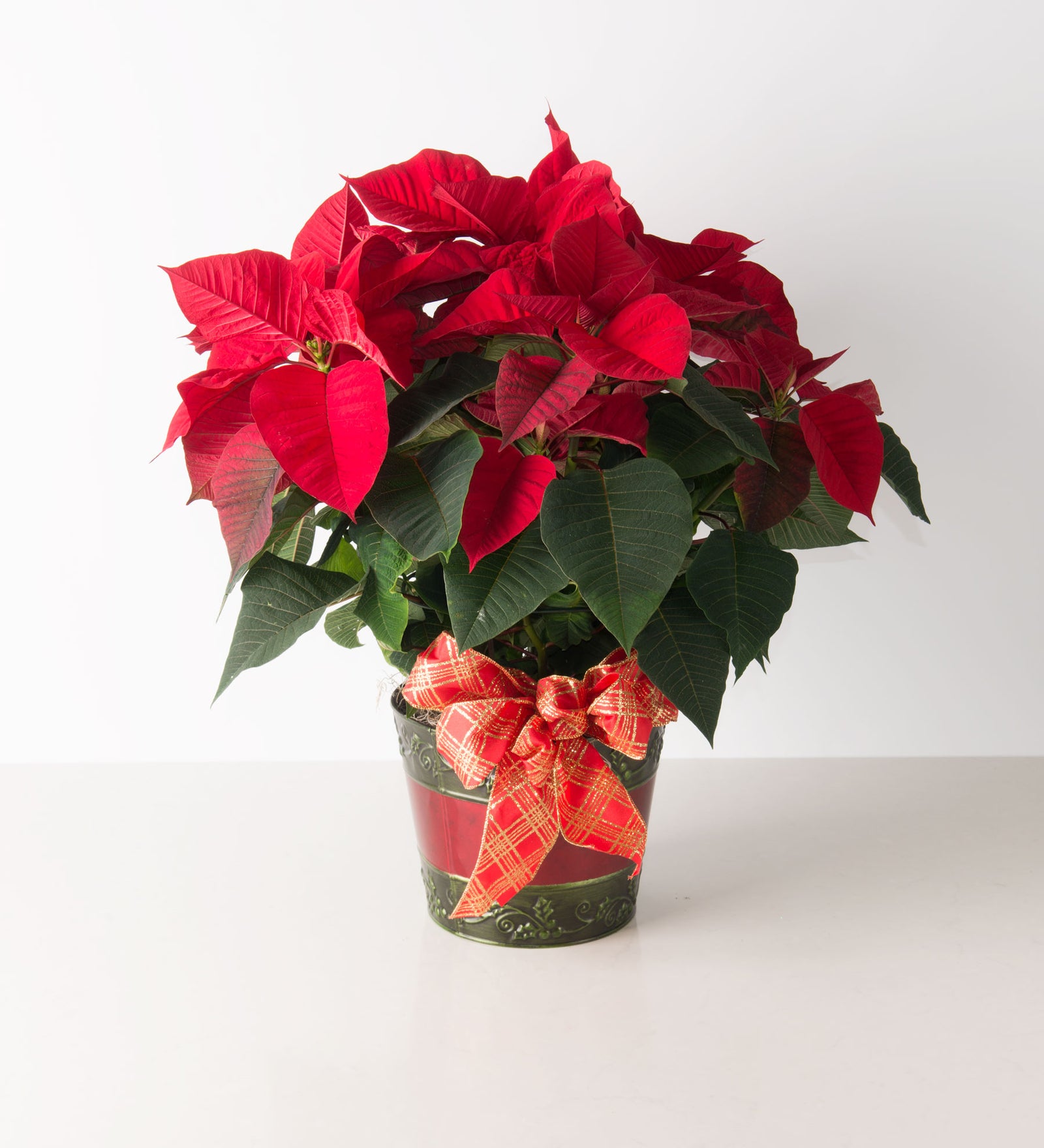 Poinsettia - Bartz Viviano