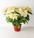 Poinsettia - Bartz Viviano