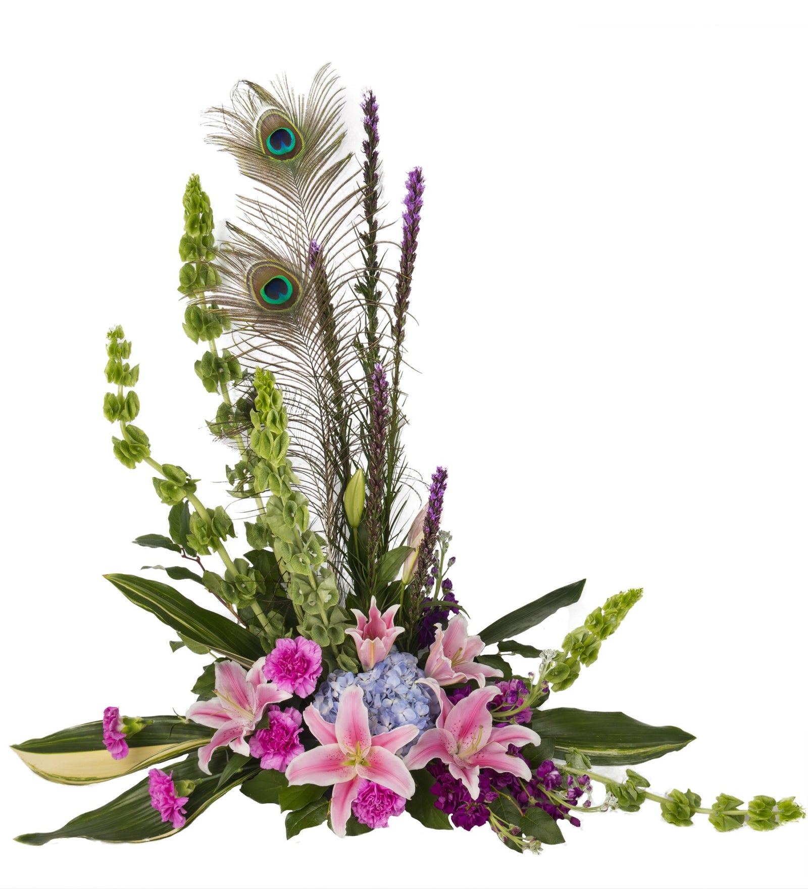 Regal Peacock - Bartz Viviano