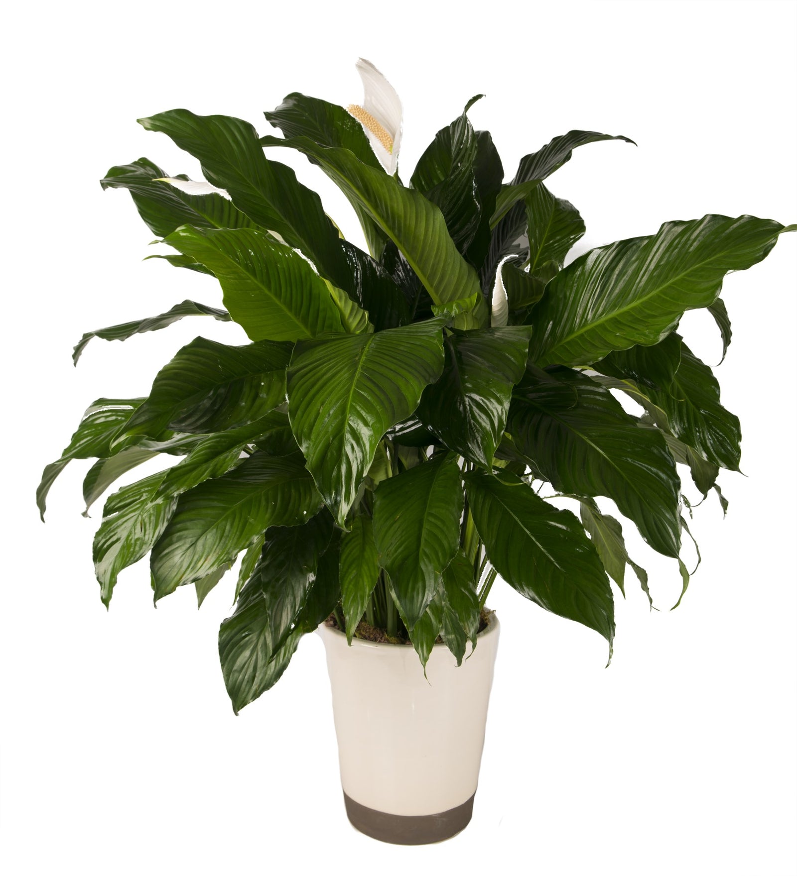 lush tropical peace lily Serenity Peace Lily Plant