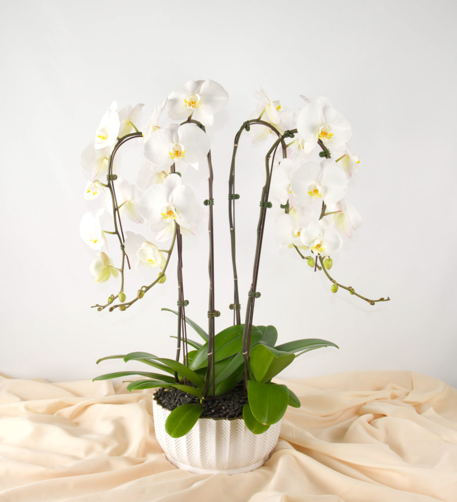Luxe Orchid Garden - Bartz Viviano