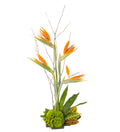 Tropical Birds of Paradise - Bartz Viviano