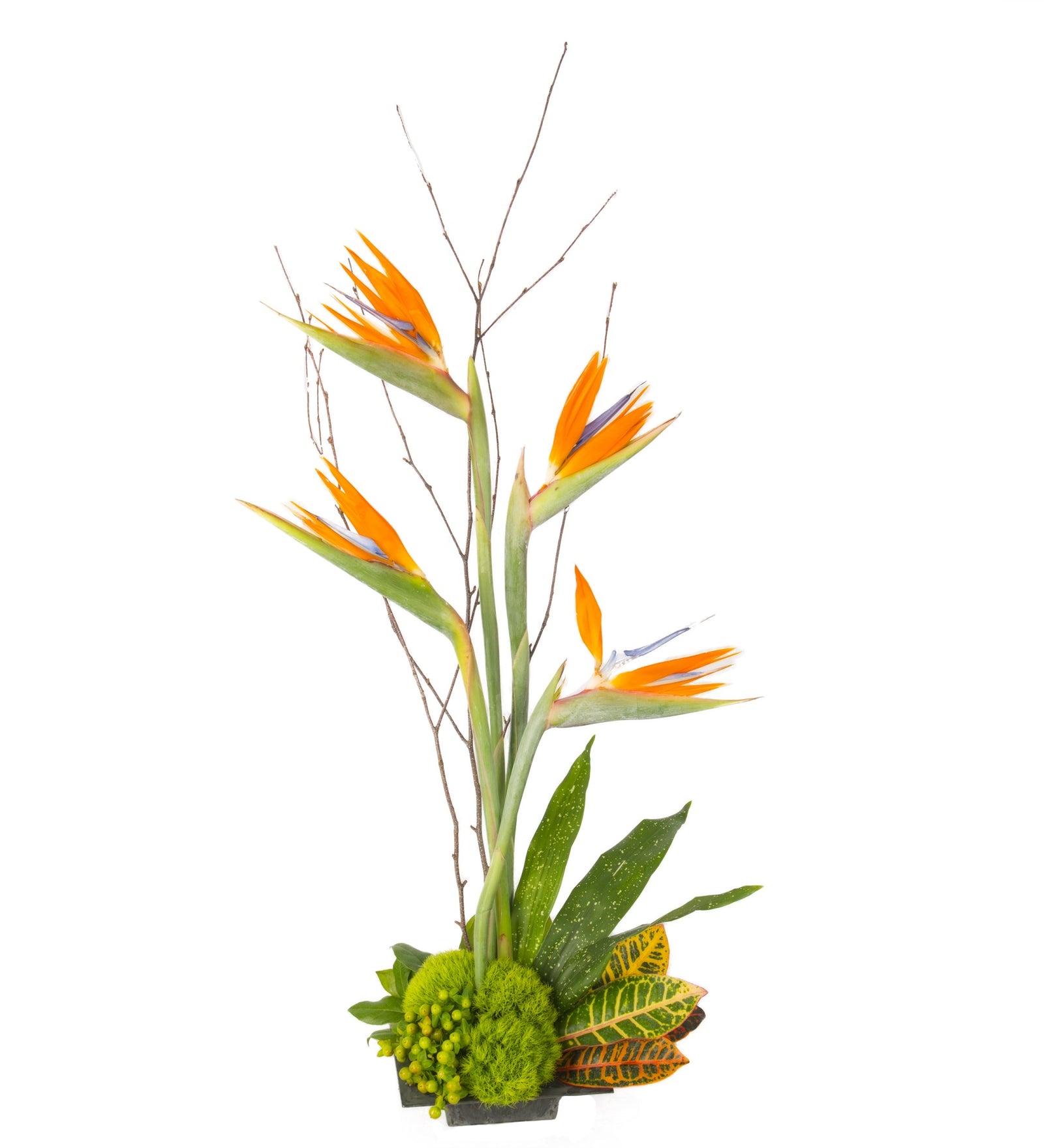 Tropical Birds of Paradise - Bartz Viviano