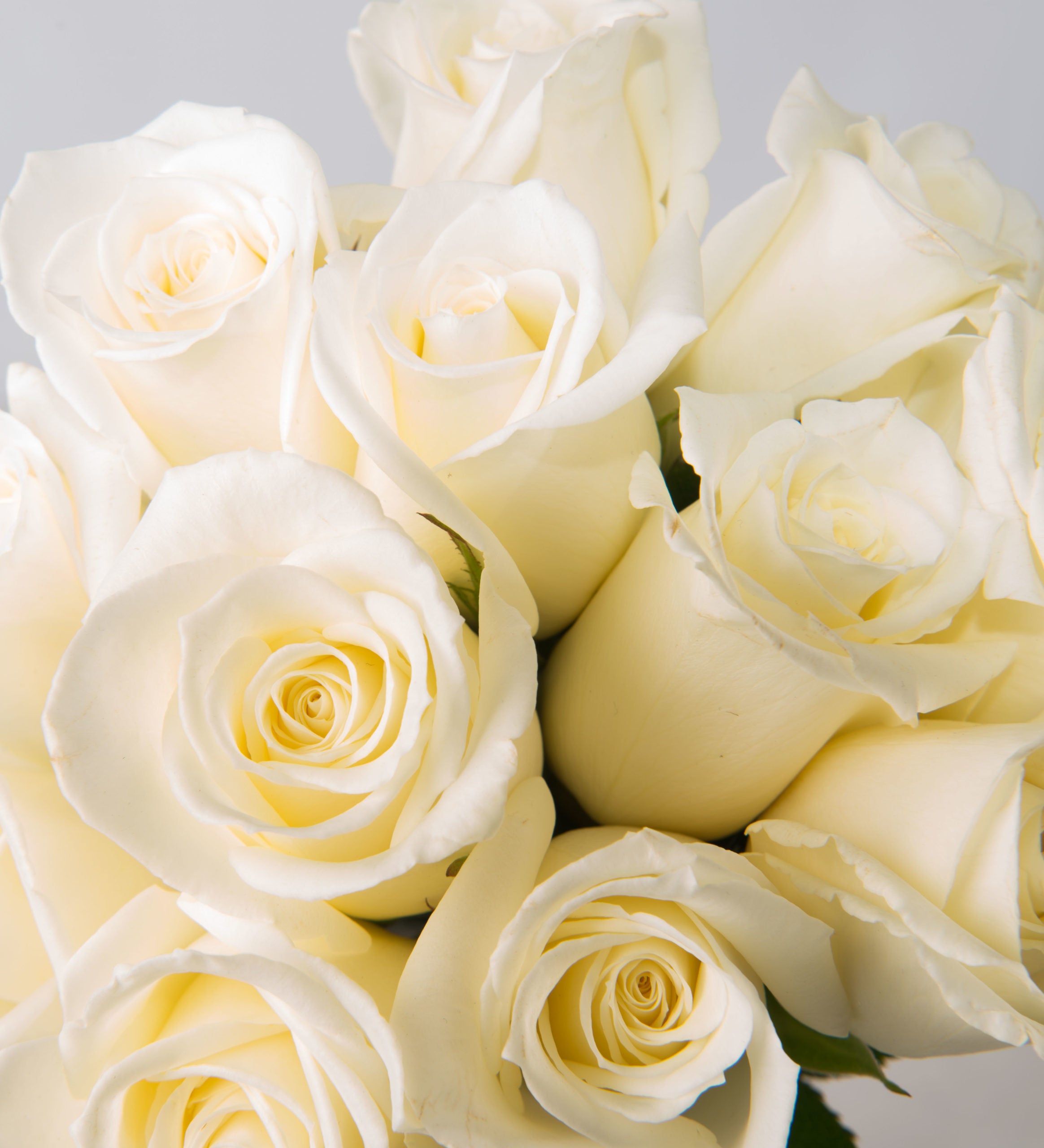Dozen Premium Roses Vased with Accent Flower - Bartz Viviano