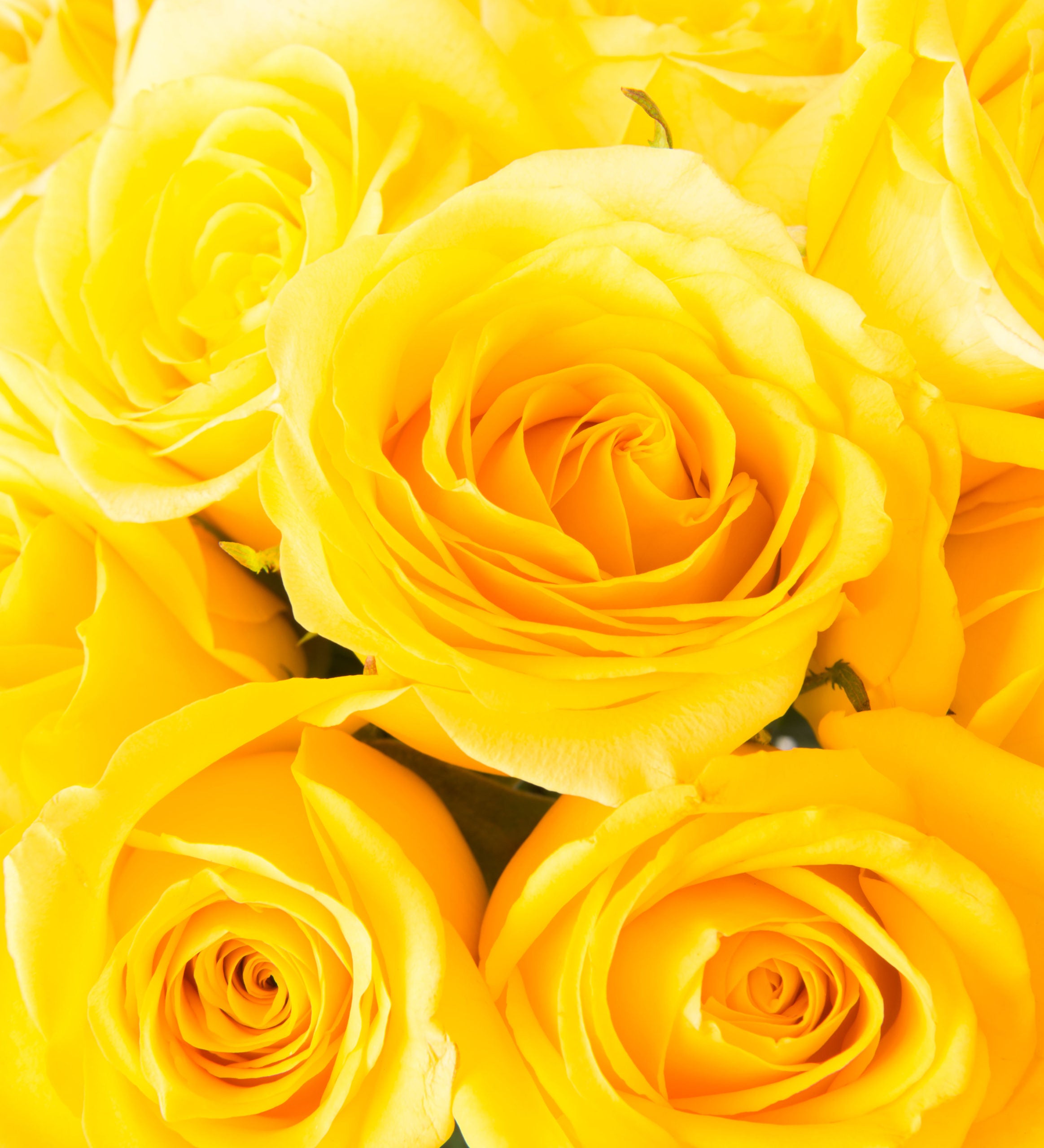 Dozen Premium Roses Vased with Accent Flower - Bartz Viviano