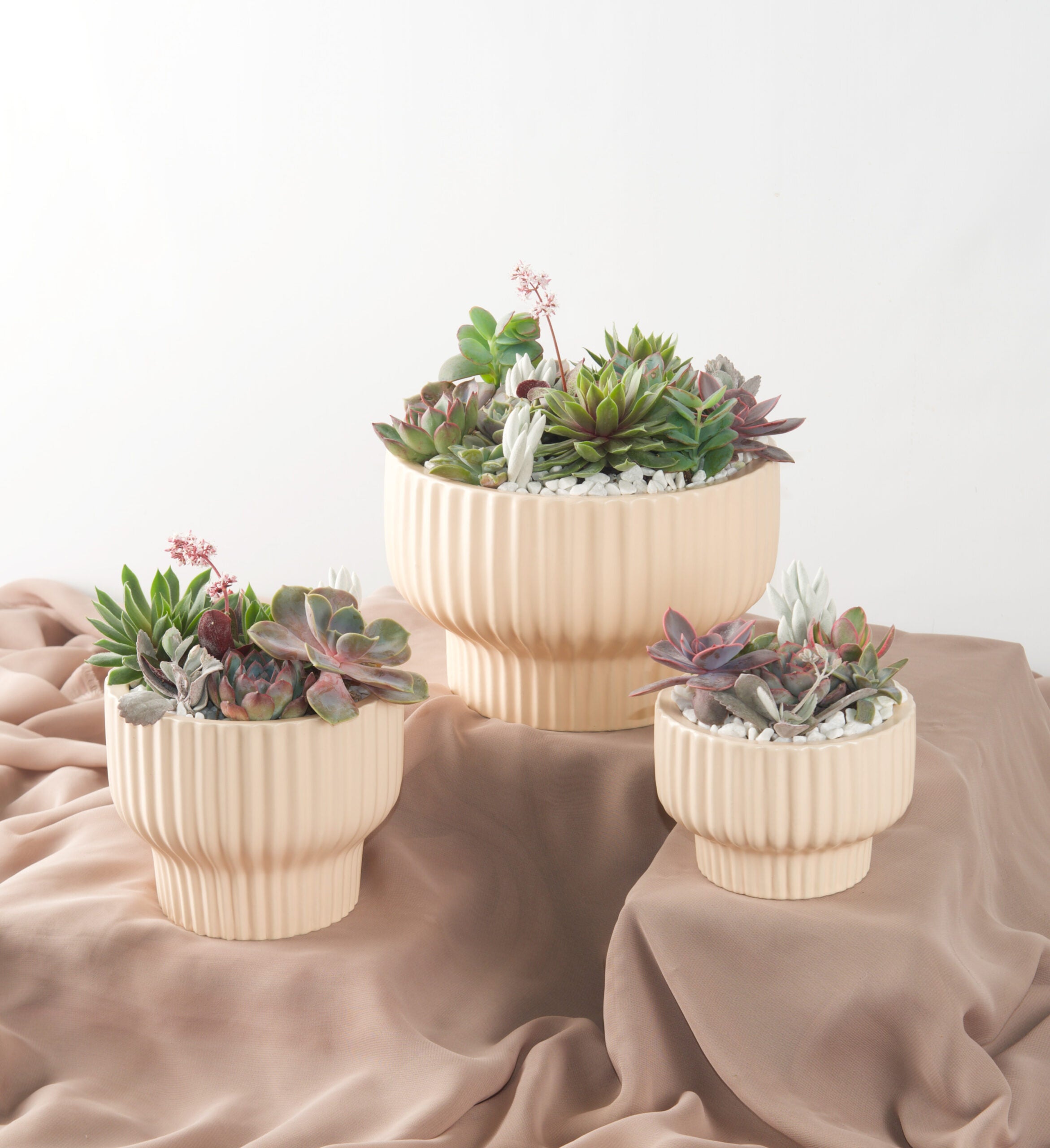 Succulent Gardens - Bartz Viviano