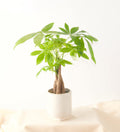 Money Trees - Bartz Viviano