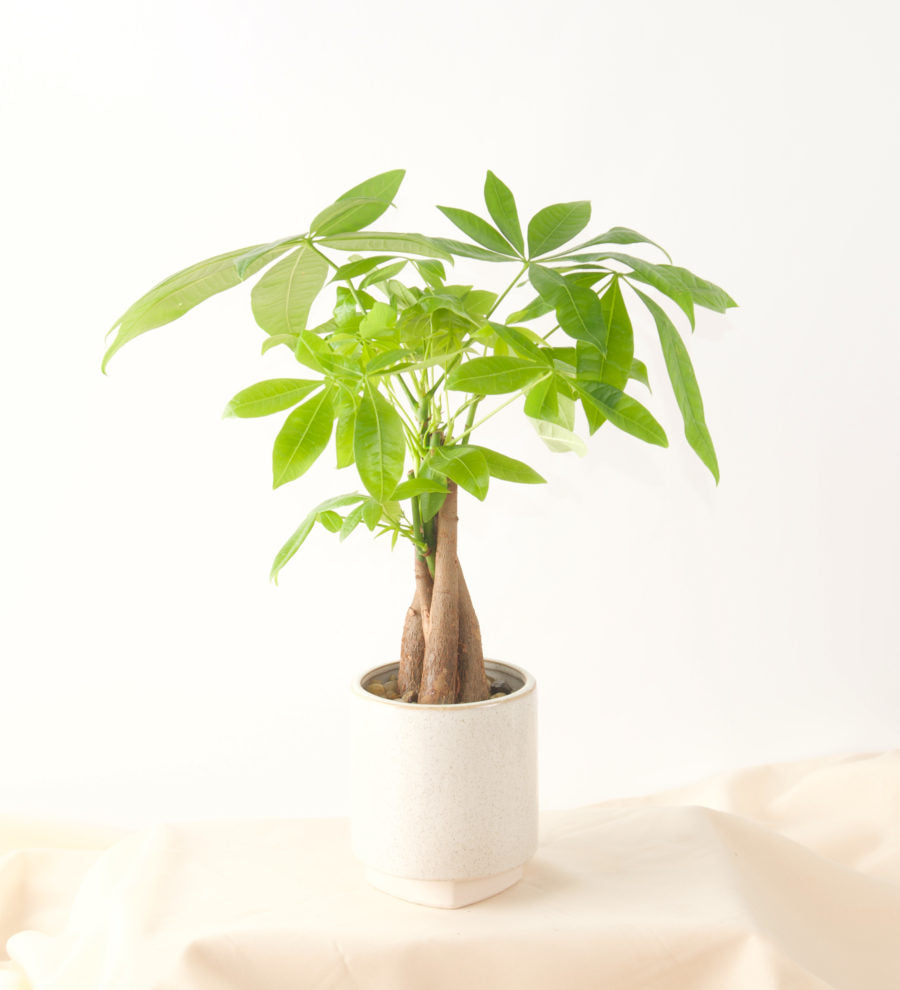 Money Trees - Bartz Viviano