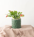 Christmas Cactus - Bartz Viviano