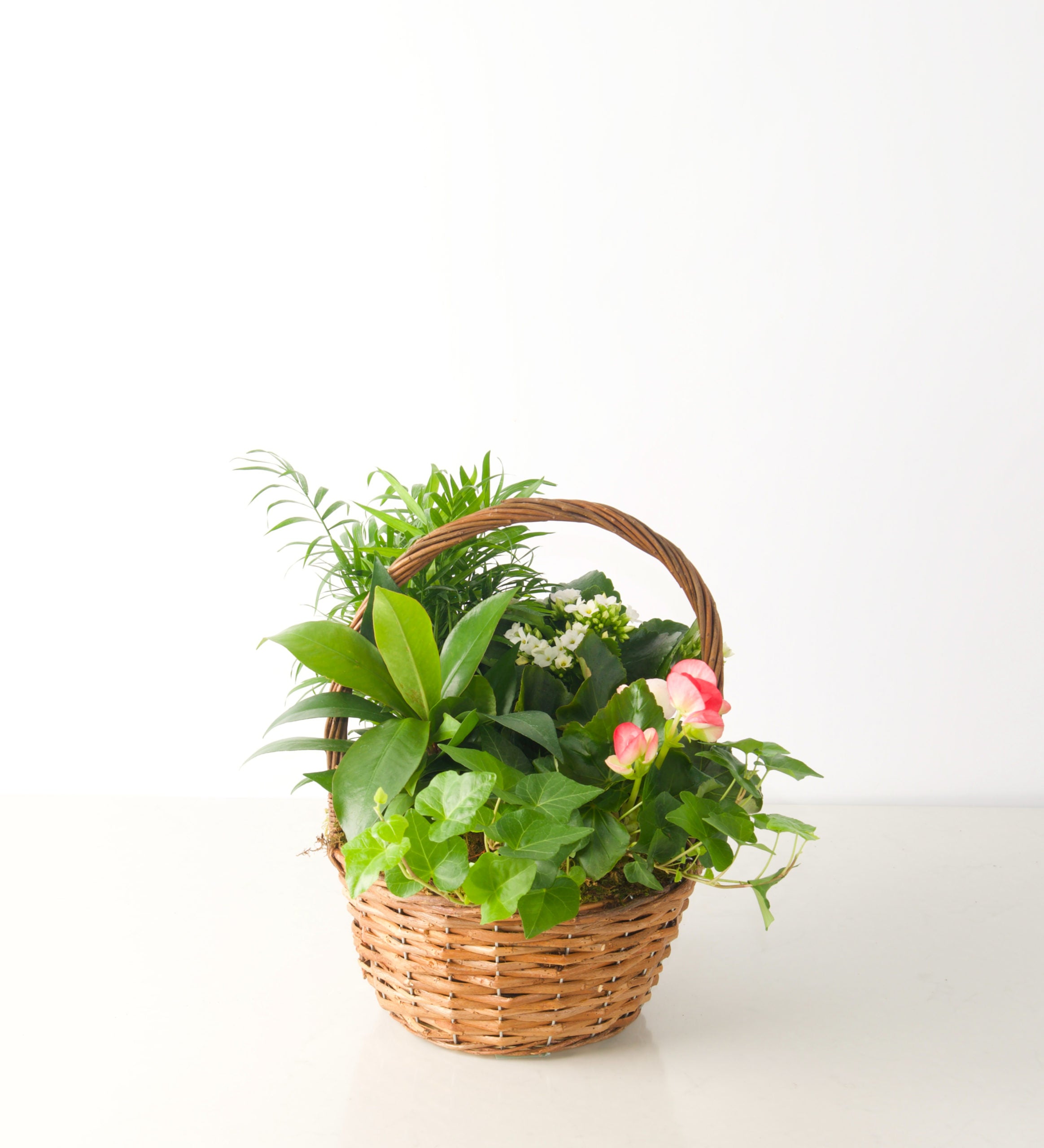 EUROPEAN GARDEN - Bartz Viviano