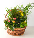 EUROPEAN GARDEN - Bartz Viviano