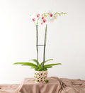 Cherished Heart Orchid - Bartz Viviano