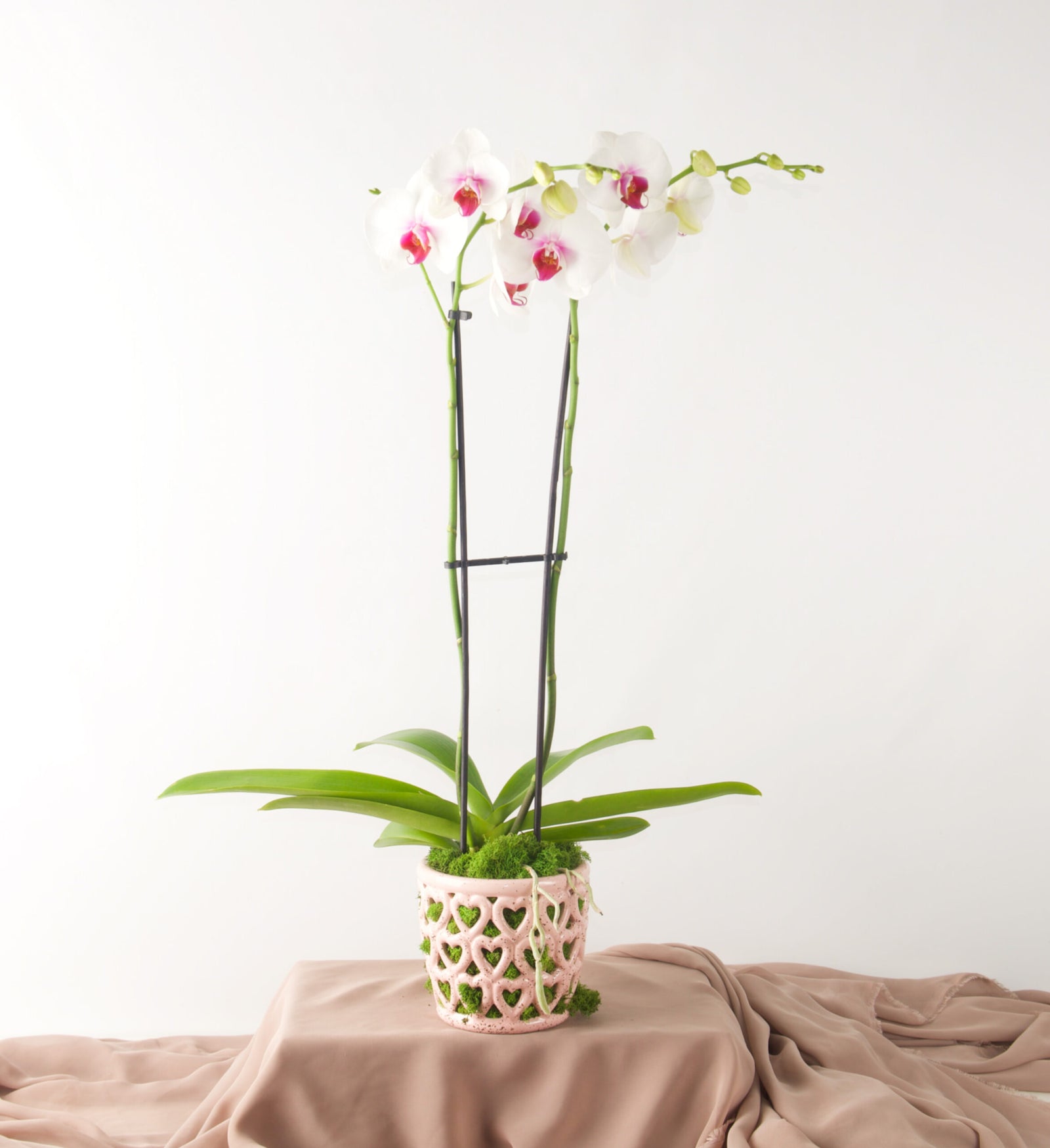 Cherished Heart Orchid - Bartz Viviano