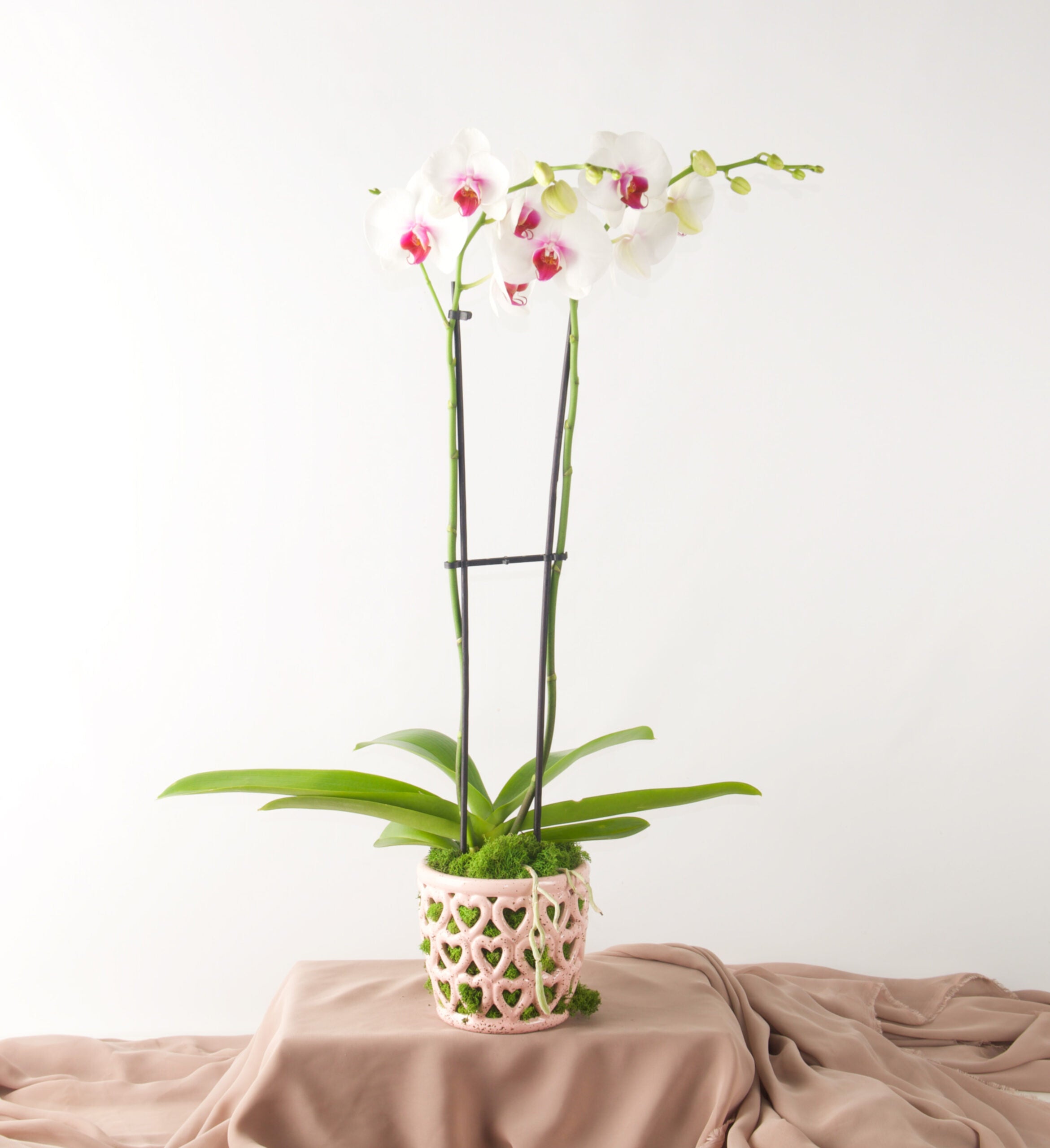 Cherished Heart Orchid - Bartz Viviano
