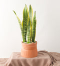 Big Hugs Snake Plant - Bartz Viviano