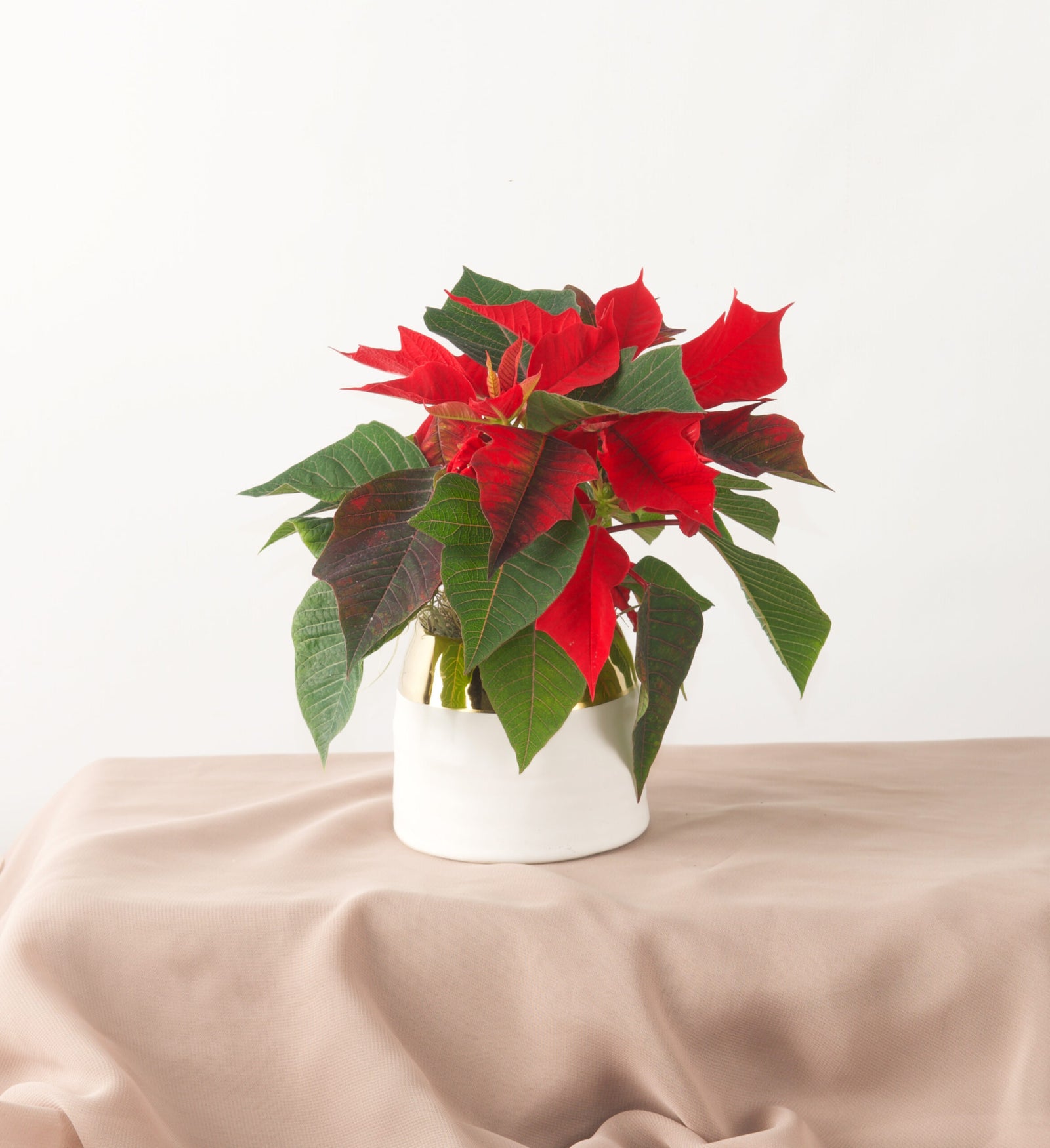 Mini Poinsettia - Bartz Viviano