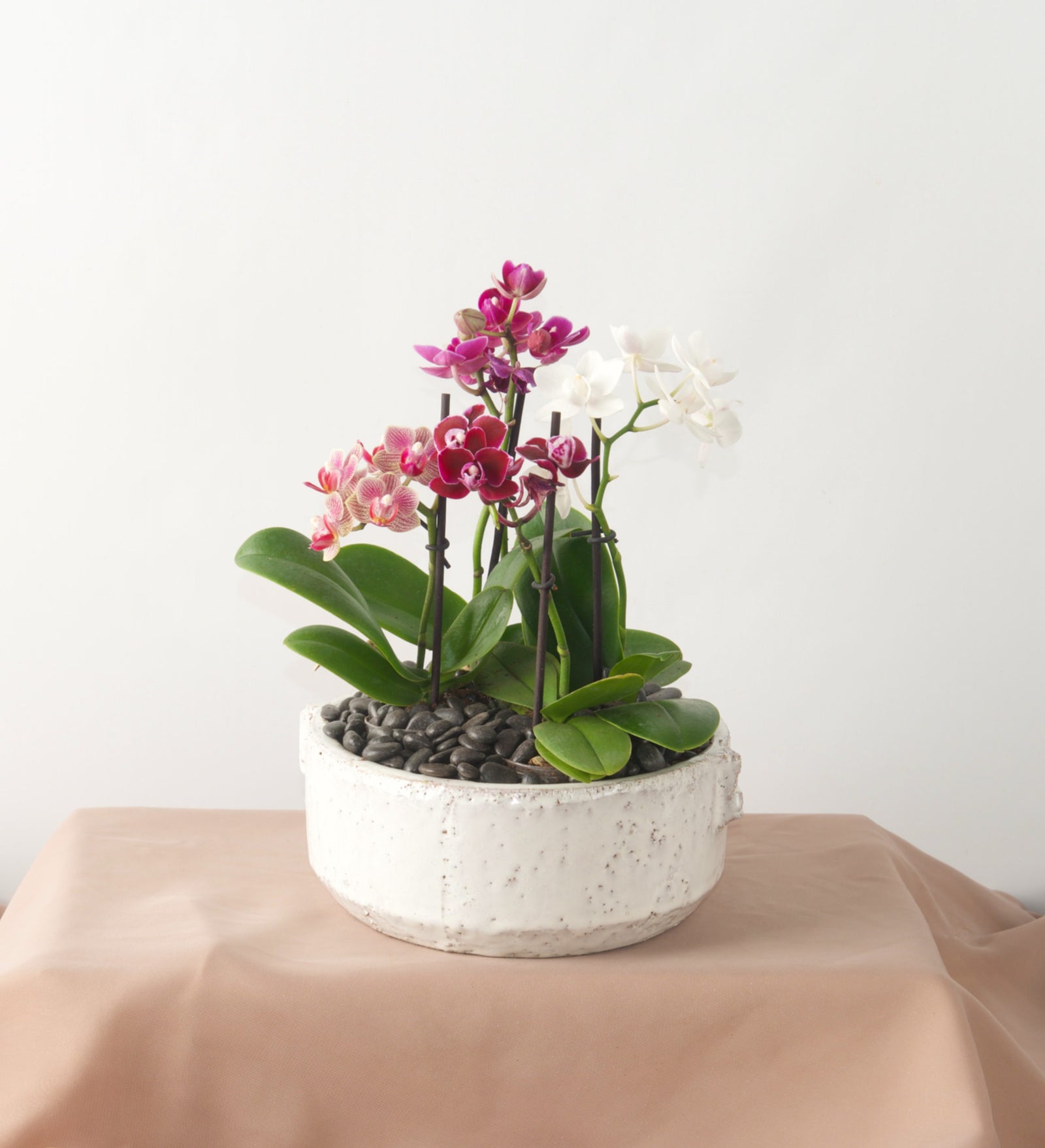 Mini Orchid Garden - Bartz Viviano