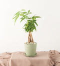 Money Tree