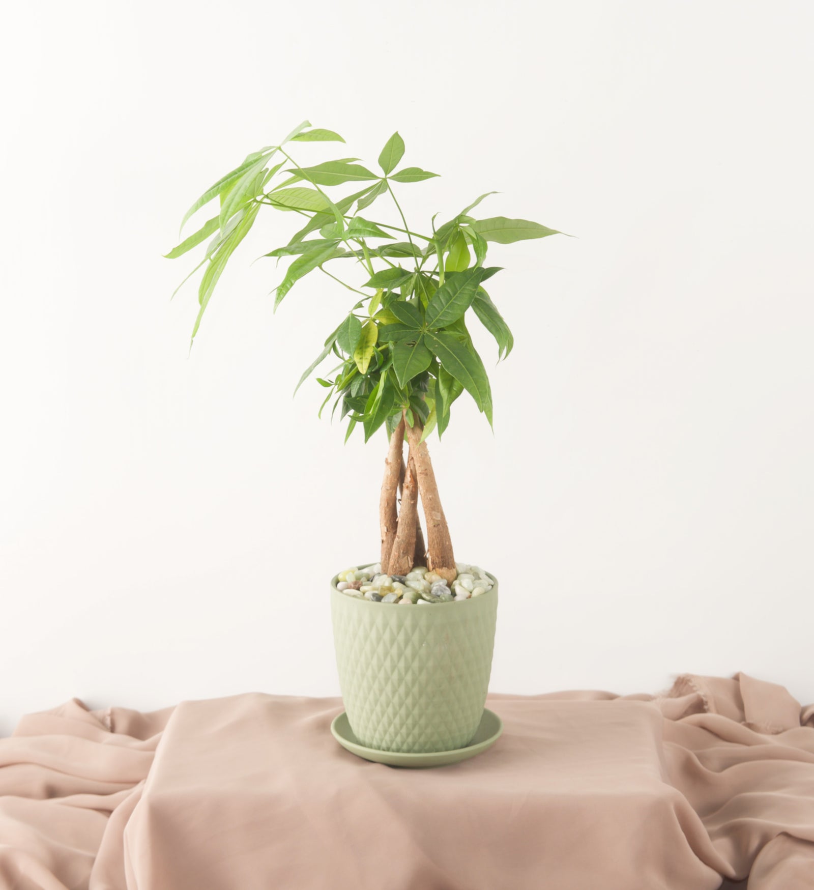 Money Tree