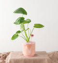 Disco Love Monstera - Bartz Viviano