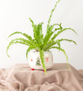 The Nutcracker Fern - Bartz Viviano