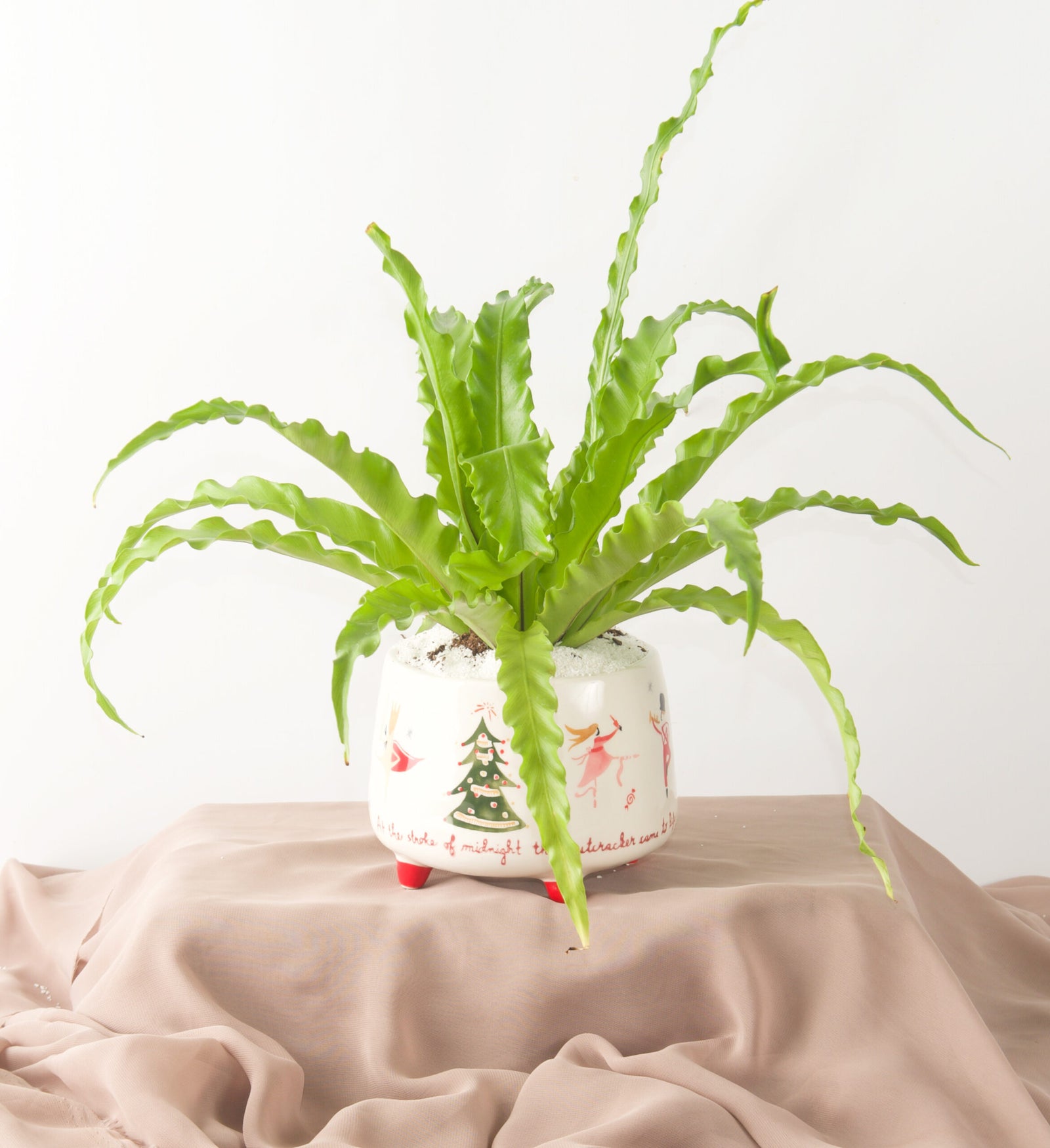 The Nutcracker Fern - Bartz Viviano