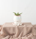 Open Arms Succulent - Bartz Viviano