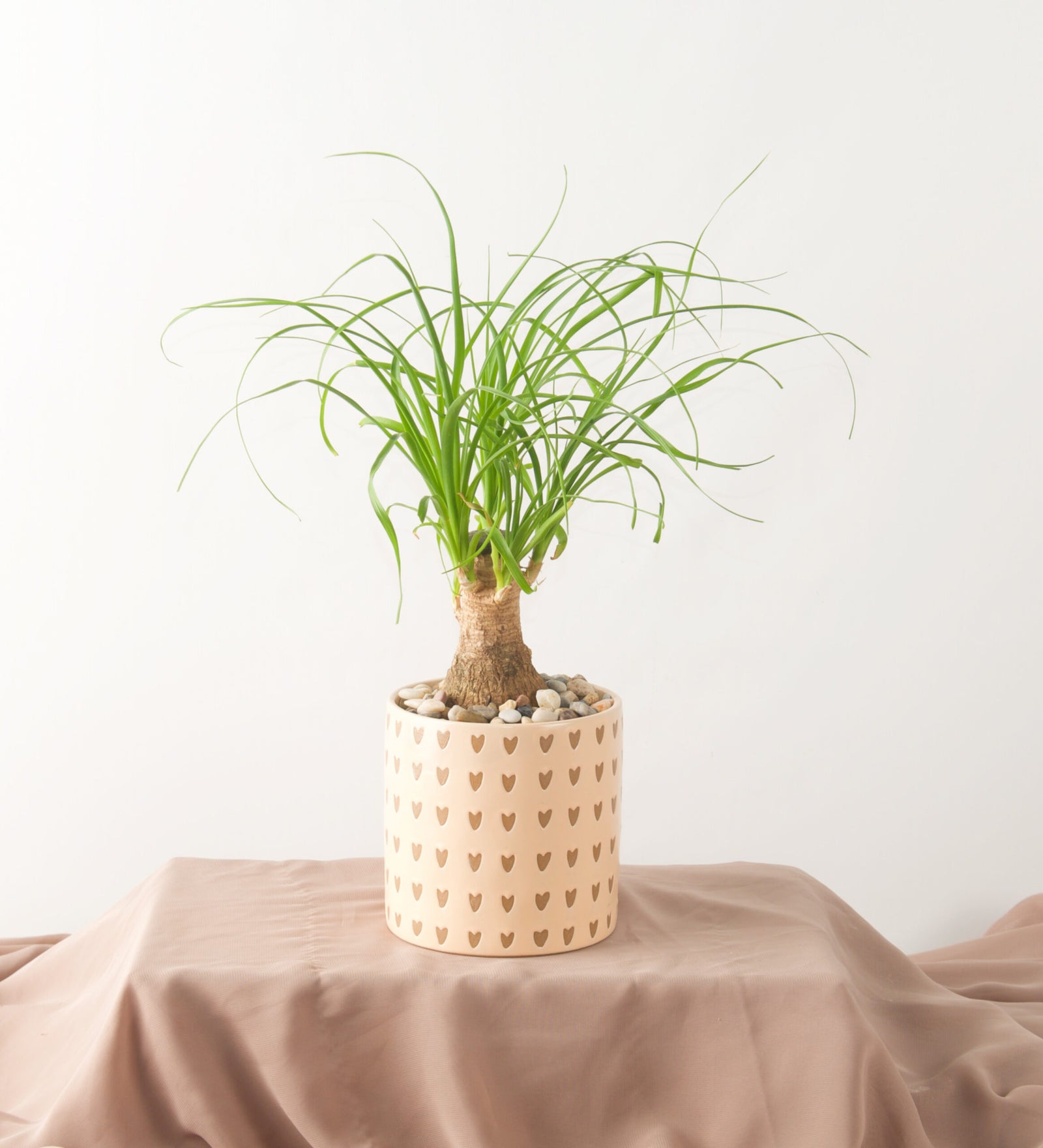 Heart It Ponytail Palm - Bartz Viviano