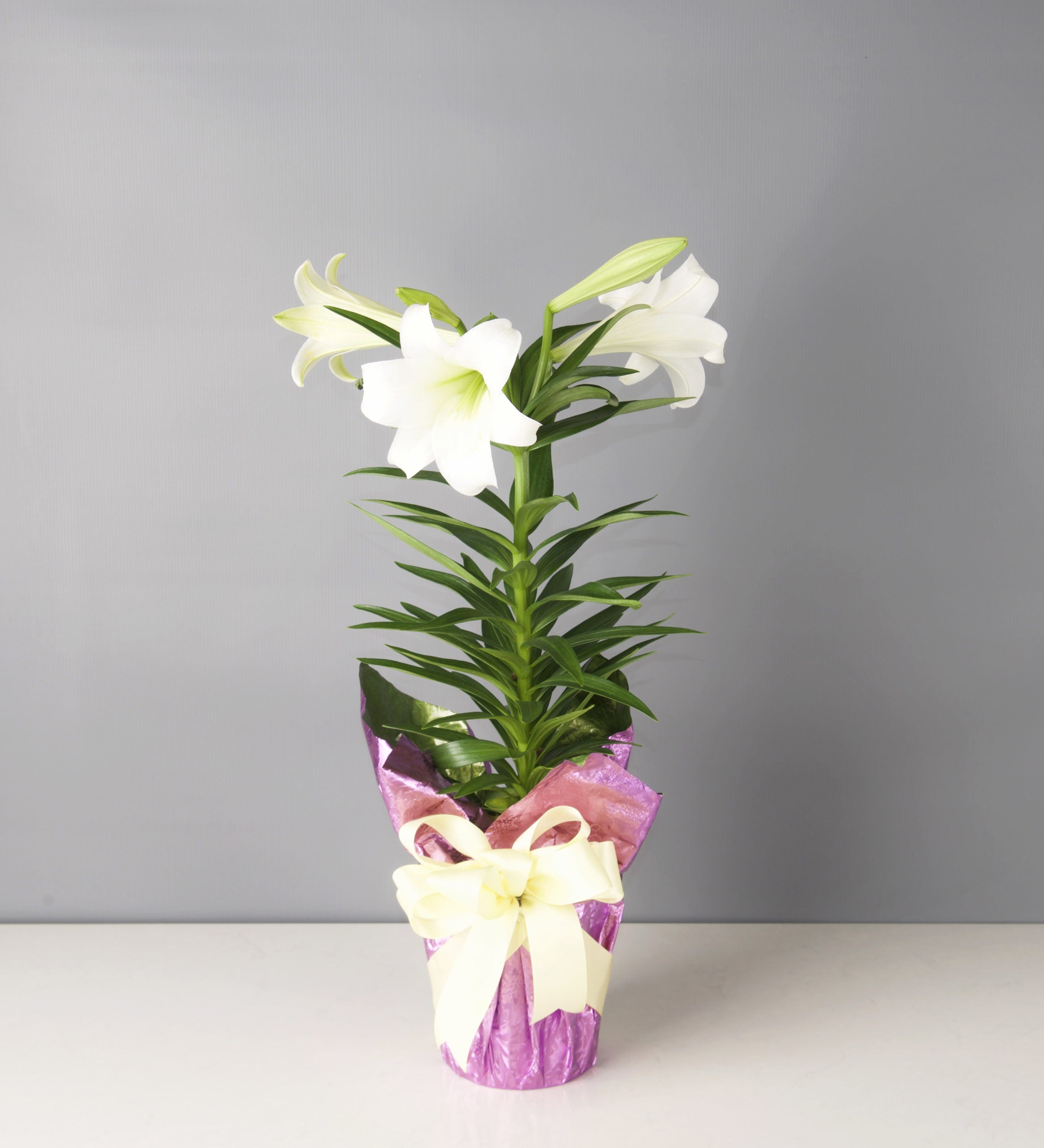 Easter Lily - Bartz Viviano