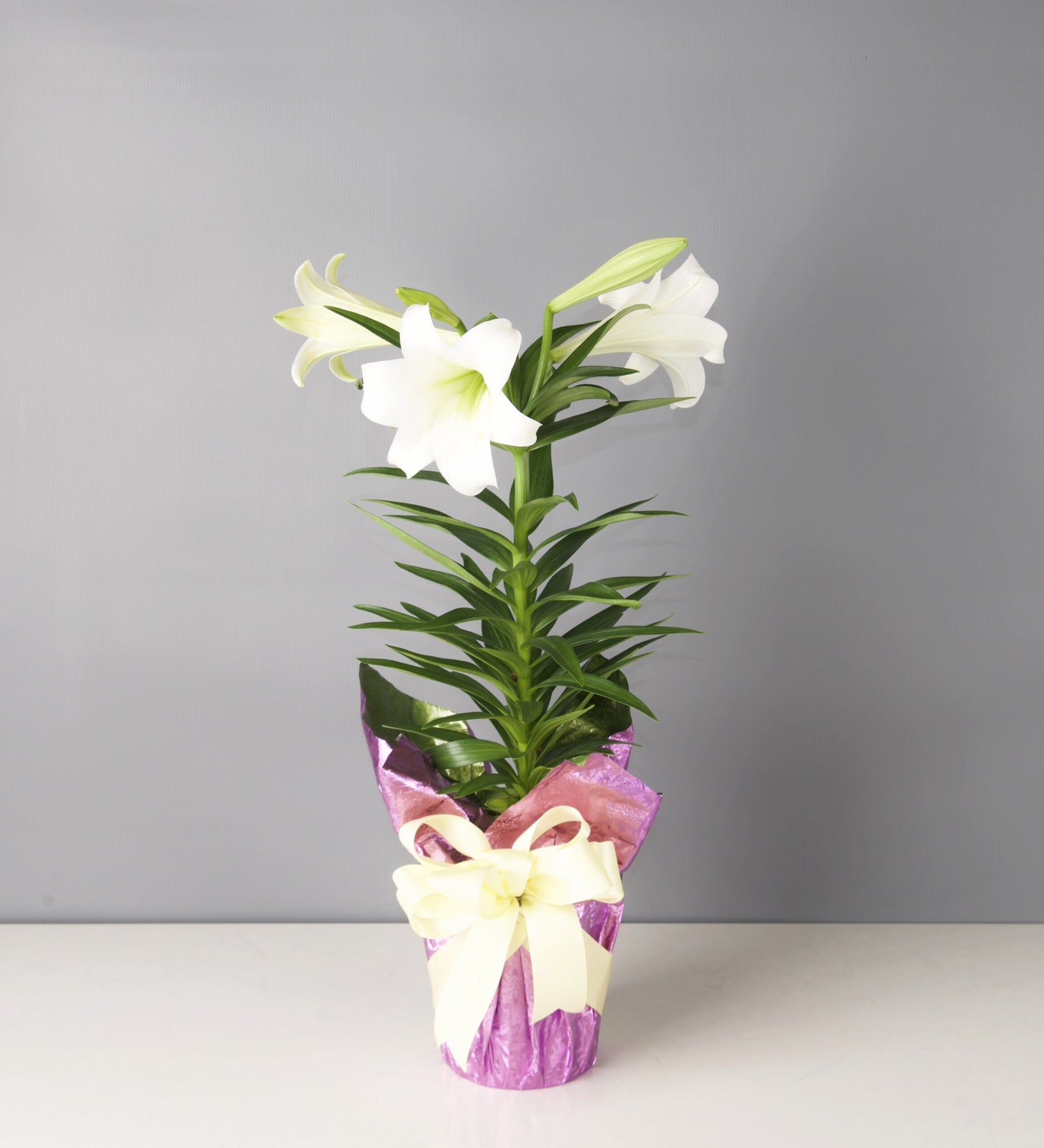 Easter Lily - Bartz Viviano