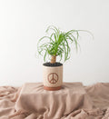 Peace Palm - Bartz Viviano