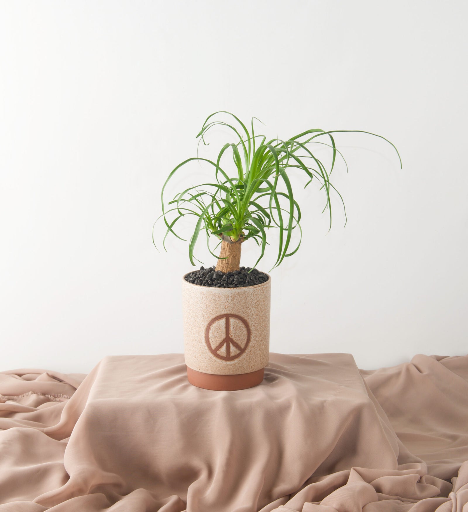 Peace Palm - Bartz Viviano