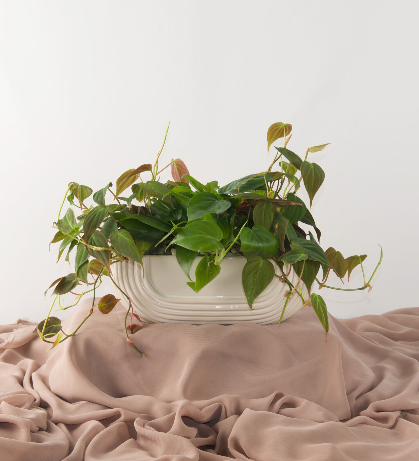 Penelope - Bartz Viviano
