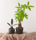 New Office Duo - Bartz Viviano