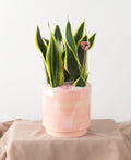 Disco Love Snake Plant - Bartz Viviano