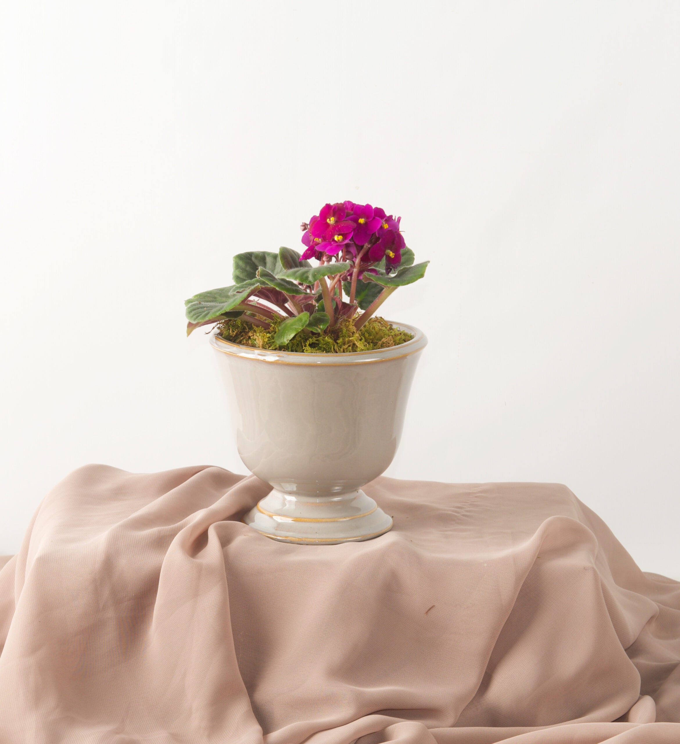 Splash of Color - Bartz Viviano
