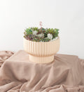 Succulent Gardens - Bartz Viviano