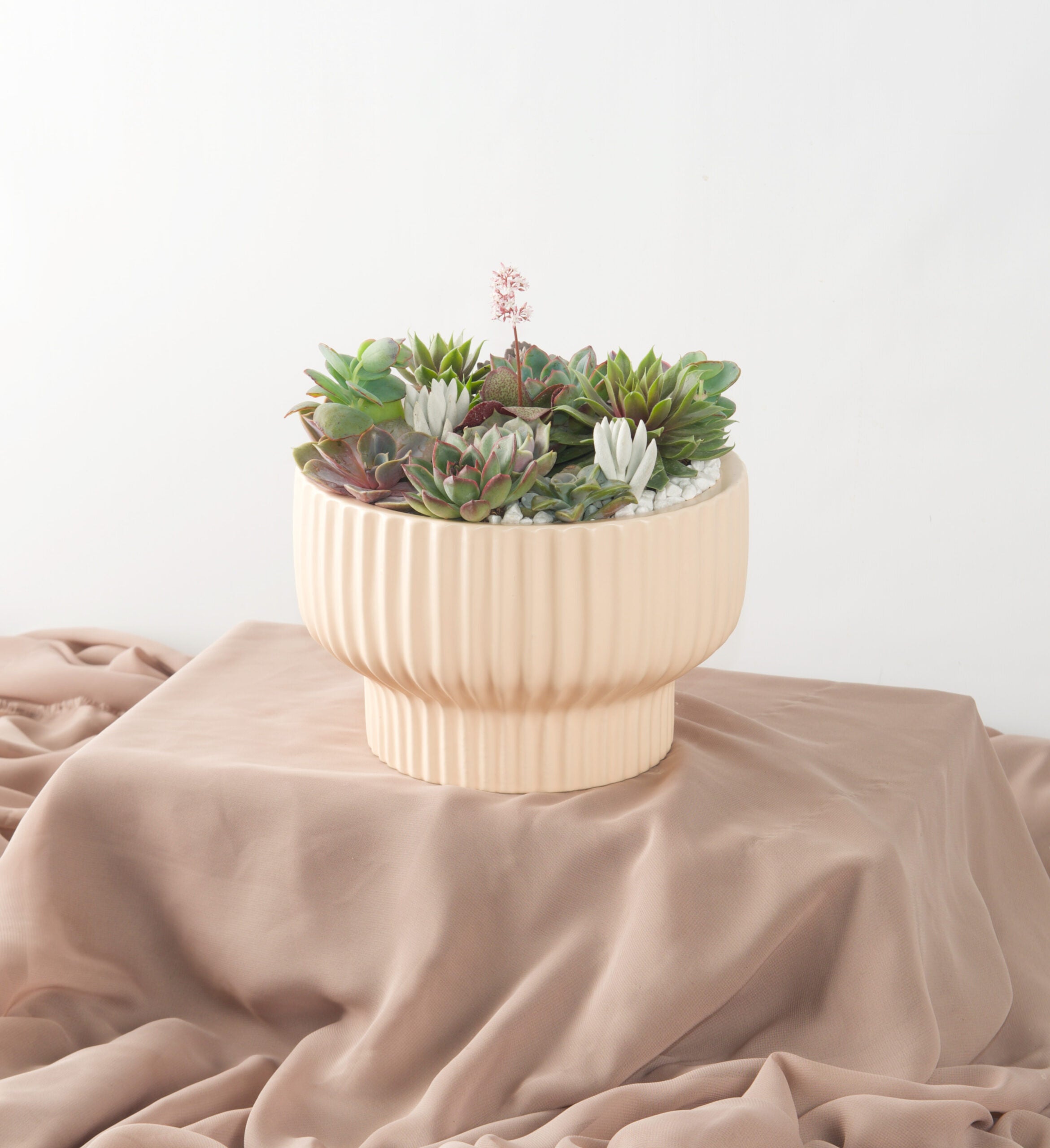 Succulent Gardens - Bartz Viviano
