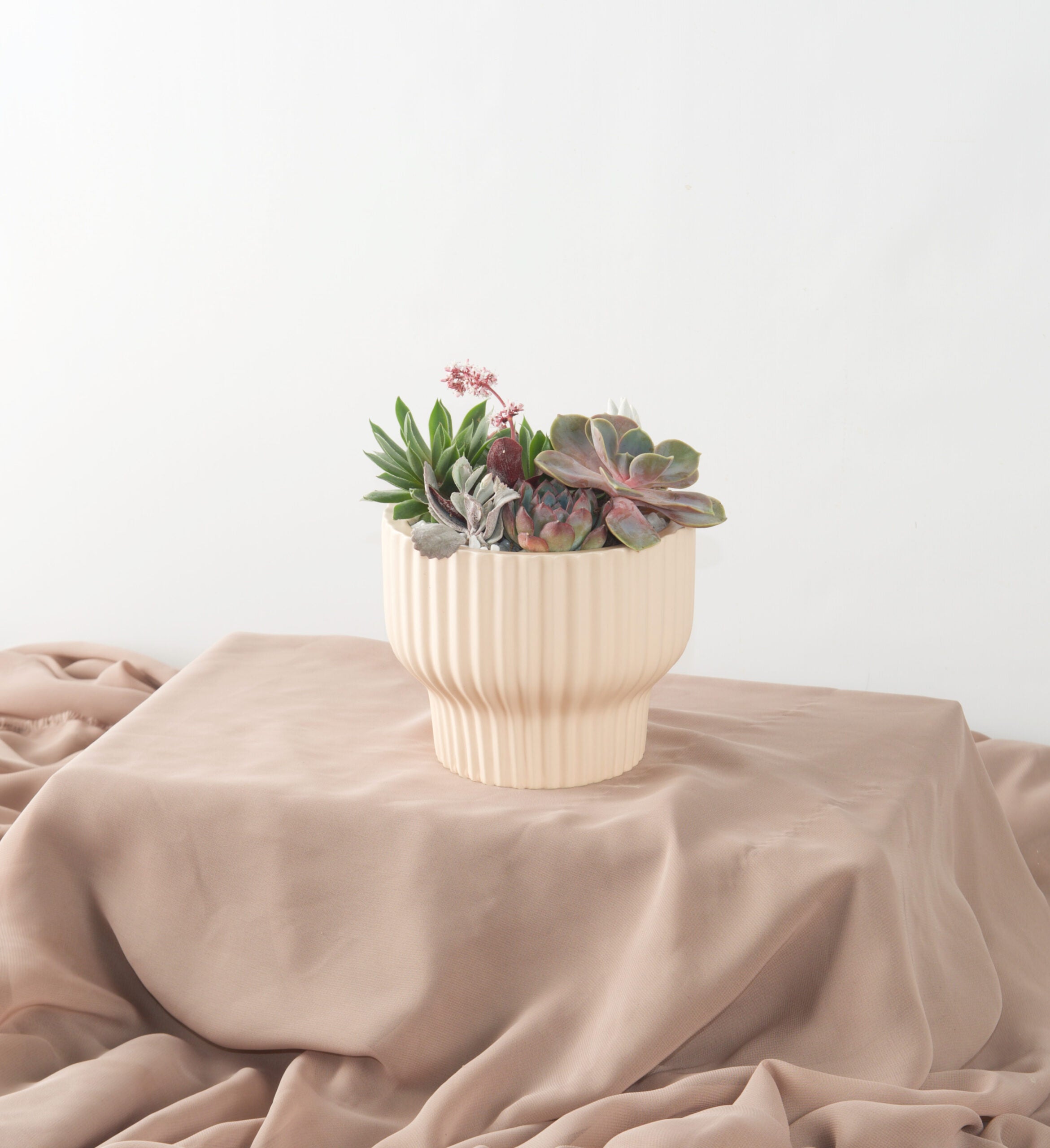 Succulent Gardens - Bartz Viviano
