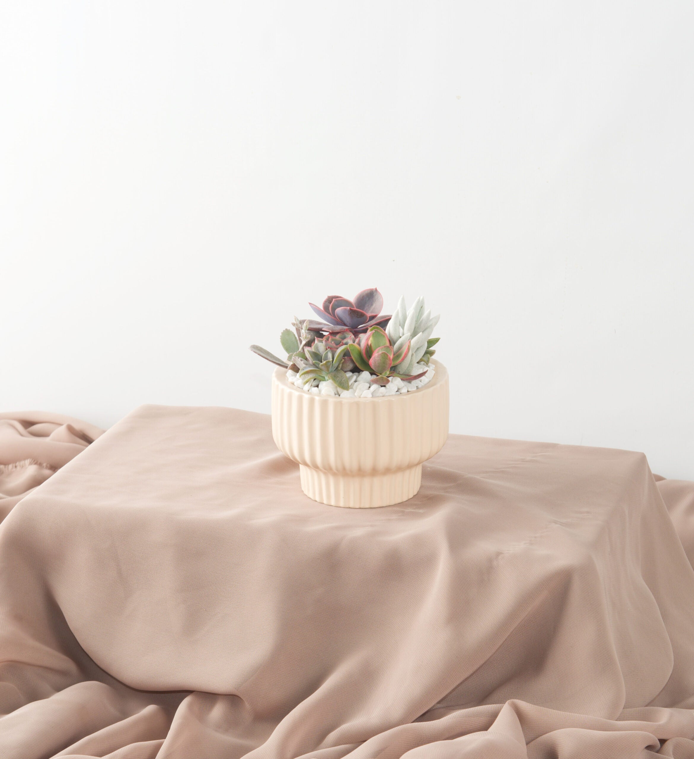 Succulent Gardens - Bartz Viviano